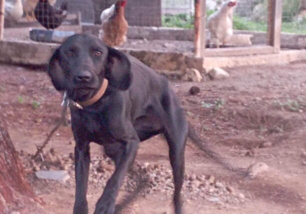 Λακωνία: Βασάνιζε τον σκύλο του αφήνοντας τον διαρκώς δεμένο χωρίς τροφή (βίντεο)