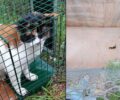 Παπάγος Αττικής: Εθελοντές έσωσαν γάτα που βρέθηκε εγκλωβισμένη σε κανάλι συγκέντρωσης υδάτων στην Αττική Οδό (βίντεο)
