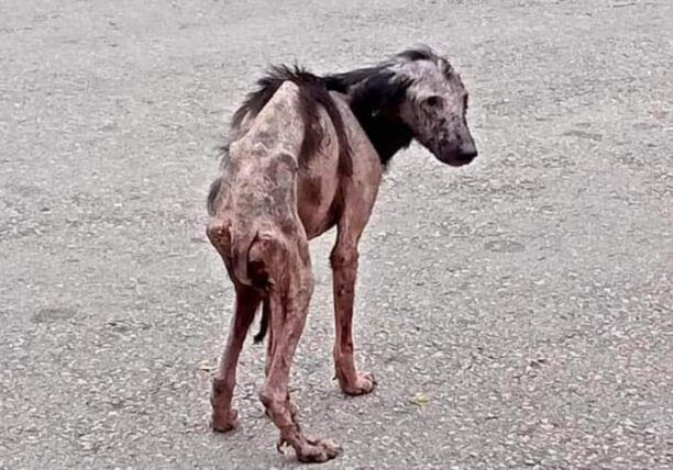 Παραπόταμος Λάρισας: Άρρωστος και σκελετωμένος σκύλος λίγο πριν τον θάνατο