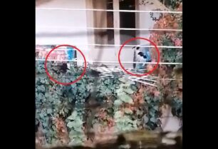 Αθήνα: Χωρίς τέλος το μαρτύριο γατιών μέσα σε κλουβιά εξαιτίας της αδιαφορίας της Αστυνομίας (βίντεο)