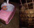 Πέραμα Αττικής: Παράτησε 4 κουτάβια ζωντανά μέσα σε κλουβί – Αναζητείται ο δράστης