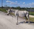 Πύλη Τρικάλων: Παρά την καταγγελία η Εισαγγελία άφησε σκελετωμένο άλογο που κακοποιείται στον ιδιοκτήτη του (βίντεο)