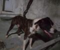 Σκύλος από την Αθήνα βρέθηκε να περιφέρεται αδέσποτος στο Βραχάσι Λασιθίου Κρήτης