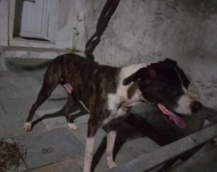 Σκύλος από την Αθήνα βρέθηκε να περιφέρεται αδέσποτος στο Βραχάσι Λασιθίου Κρήτης