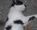 Ρόδος: Βρήκε γάτες δολοφονημένες στην Αγία Παρασκευή Ιαλυσού - Αναζητούν ποιος τις πυροβόλησε