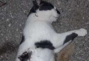 Ρόδος: Συστηματικά πυροβολεί και δολοφονεί γάτες στην Ιαλυσό (βίντεο)