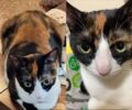 Βρέθηκε-Χάθηκε θηλυκή στειρωμένη γάτα στο Γαλάτσι Αττικής