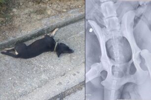 Σάμος: Σκύλος πυροβολημένος με αεροβόλο και χτυπημένος από όχημα - Έκκληση για τη μεταφορά του στη Χίο