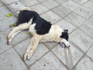 Βαρνάβας Αττικής: Με φόλες δηλητηρίασε σκυλιά (βίντεο)