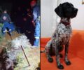 Σκύλος πνίγηκε πέφτοντας σε ακάλυπτο πηγάδι στη Βραυρώνα Αττικής (βίντεο)