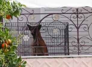 Αγία Βαρβάρα Αττικής: Ζευγάρι καταδικάστηκε για κακοποίηση σκύλου κλεισμένου μονίμως σε κλουβί
