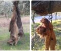 Άγναντη Φθιώτιδας: Κυνηγός πυροβόλησε, σκότωσε και κρέμασε λύκο