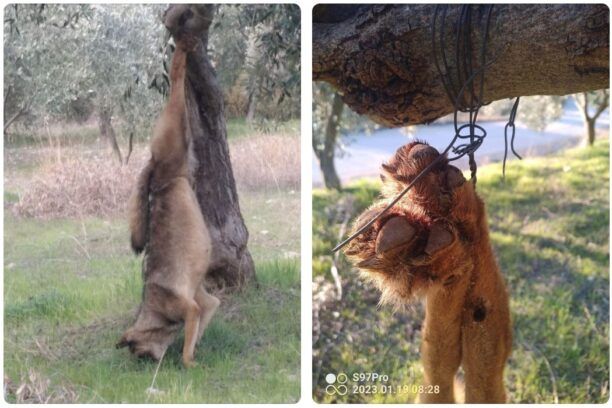 Άγναντη Φθιώτιδας: Κυνηγός πυροβόλησε, σκότωσε και κρέμασε λύκο