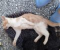 Αιγάλεω Αττικής: Βρήκε τις γάτες που φρόντιζε δολοφονημένες από φόλες