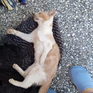 Αιγάλεω Αττικής: Βρήκε τις γάτες που φρόντιζε δολοφονημένες από φόλες 1 AigaleoAttikisDilitiriasmenesGates9 1 2022 1