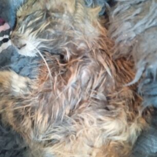 Αιγάλεω Αττικής: Βρήκε τις γάτες που φρόντιζε δολοφονημένες από φόλες 2 AigaleoAttikisDilitiriasmenesGates9 1 2022 2