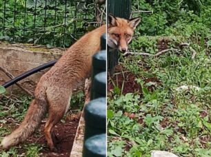 Θρακομακεδόνες Αττικής: Έσωσαν αλεπού που σφήνωσε σε κάγκελα
