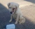 Ηλεία: Αδιάφορος ο Δήμος Ήλιδας για σκύλο που βρέθηκε στην Αμαλιάδα με βγαλμένο μάτι