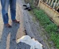 Ανάβυσσος Αττικής: Βρήκαν γάτες νεκρές πιθανότατα δηλητηριασμένες από φόλες