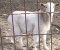 Σύρος: 15-2-2023 δίκη κτηνοτρόφου για κακοποίηση κατσικιών με παστούρα στην Άνδρο (βίντεο)