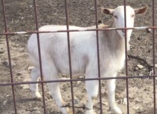 Σύρος: 15-2-2023 δίκη κτηνοτρόφου για κακοποίηση κατσικιών με παστούρα στην Άνδρο (βίντεο)