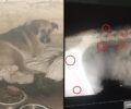 Αριδαία Πέλλας: Ακόμα ένας σκύλος πυροβολημένος στην σπονδυλική στήλη από κυνηγό