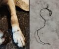Ελευθερούπολη Καβάλας: Βασάνισε σκύλο δένοντας τα πόδια του με σύρμα