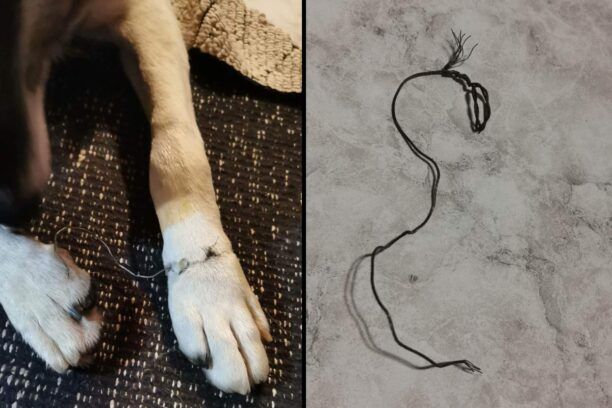 Ελευθερούπολη Καβάλας: Βασάνισε σκύλο δένοντας τα πόδια του με σύρμα