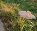 Ελληνικό Αττικής: Άφησε το πτώμα του σκύλου κοντά στον σταθμό του Μετρό