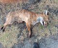 Ερέτρια Εύβοιας: Αλεπού νεκρή – πιθανότατα δολοφονημένη – με κομμένη ουρά