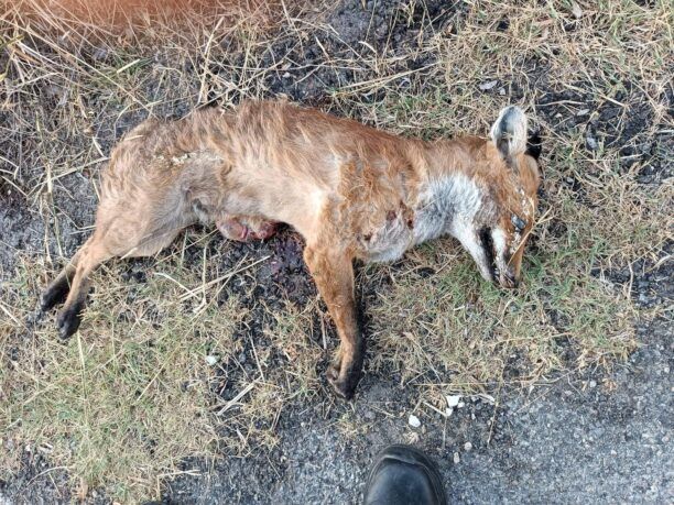 Ερέτρια Εύβοιας: Αλεπού νεκρή – πιθανότατα δολοφονημένη – με κομμένη ουρά
