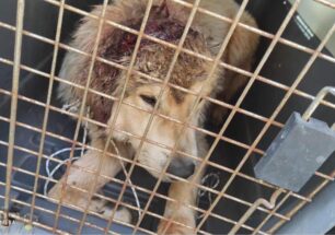 Φαρακλάδα Μεσσηνίας: Έκκληση για έξοδα σκύλου που βρέθηκε με ανοιγμένο κεφάλι