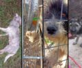 Φίλυρο Θεσσαλονίκης: Εγκατέλειψαν σκυλιά και τα άφησαν να πεθαίνουν από την πείνα (βίντεο)