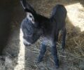 Κορωπί Αττικής: Βρέθηκε νεογέννητο γαϊδουράκι ολομόναχο στα χωράφια