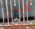 Γαλάτσι Αττικής: Έκκληση για απεγκλωβισμό γάτας από ακατοίκητο σπίτι
