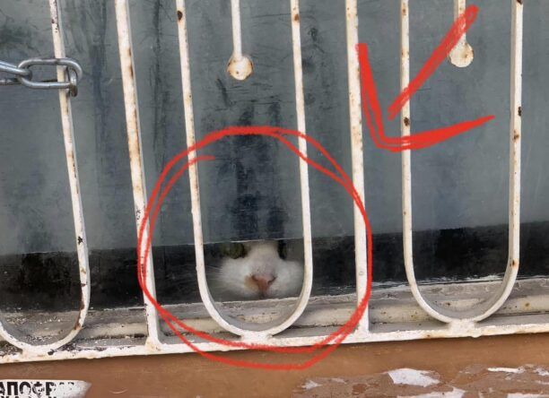Γαλάτσι Αττικής: Έκκληση για απεγκλωβισμό γάτας από ακατοίκητο σπίτι