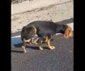 Γερακαρού Θεσσαλονίκης: Έκκληση για τα έξοδα περίθαλψης σκύλου σκελετωμένου με διαλυμένο πόδι