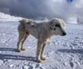 Γρεβενά: Έκκληση για περίθαλψη άρρωστου σκύλου που βρίσκεται στο Χιονοδρομικό Βασιλίτσας