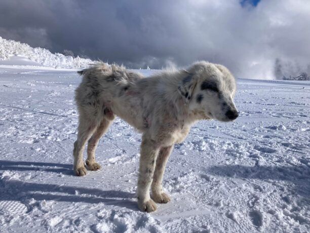 Γρεβενά: Έκκληση για περίθαλψη άρρωστου σκύλου που βρίσκεται στο Χιονοδρομικό Βασιλίτσας