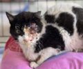 Ηλιούπολη Αττικής: Γάτα με διαλυμένο μάτι πυροβολημένη με αεροβόλο δίνει μάχη για τη ζωή της