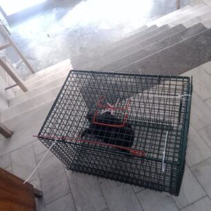 KaisarianiAttikisGatesSyllektrias19 1 2022 2