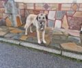 Κάτω Νευροκόπι Δράμας: Ακόμα ένας σκύλος νεκρός, πυροβολημένος από κυνηγό…