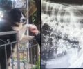 Κέρκυρα: Κυνηγός εκτέλεσε σκύλο που ζούσε σε περιφραγμένο κτήμα