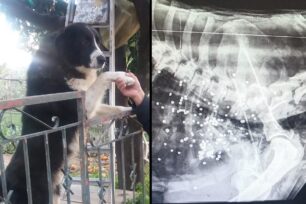 Κέρκυρα: Κυνηγός εκτέλεσε σκύλο που ζούσε σε περιφραγμένο κτήμα