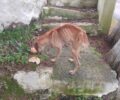 Κέρκυρα: Έκκληση για τη διάσωση σκελετωμένου σκύλου