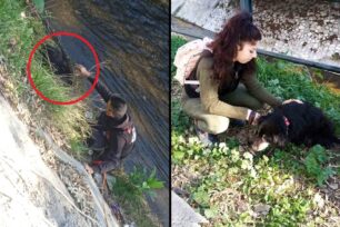 Νέα Φιλαδέλφεια Αττικής: Έσωσαν αδέσποτο σκύλο που έπεσε στον Κηφισό