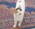 Χάθηκε κουφή γάτα στα Καλύβια Θορικού Αττικής