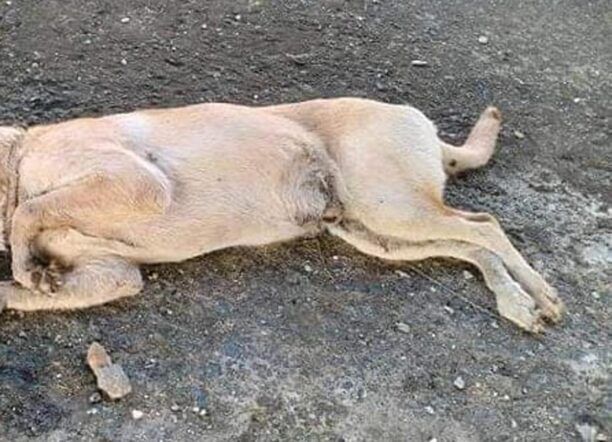 Λαγκαδάς Θεσσαλονίκης: Σκύλος με σχοινί στον λαιμό νεκρός με κομμένα γεννητικά όργανα
