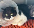 Λιτόχωρο Πιερίας: Φροντίζουν τη γάτα που περιφερόταν επί μήνες με συρμάτινη θηλιά στην κοιλιά