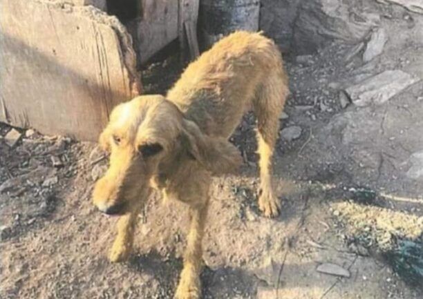 Ζητούν απ’ τον Δήμο Λεβαδεών να βοηθήσουν τα 67 σκυλιά του παράνομου εκτροφέα και δεν τους το επιτρέπει